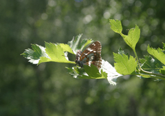 Crataegus dsungarica