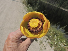 Nuphar polysepala