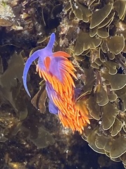 Flabellinopsis iodinea