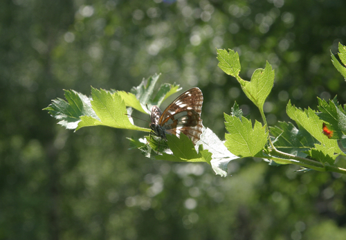 Crataegus dsungarica, photograph 4