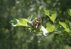 Limenitis helmanni