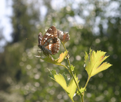 Crataegus dsungarica, photograph 1