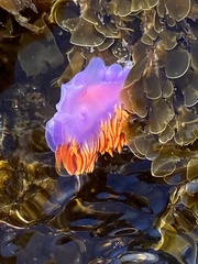 Flabellinopsis iodinea