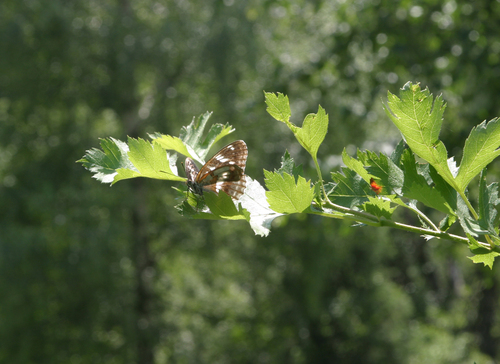 Crataegus dsungarica, photograph 2