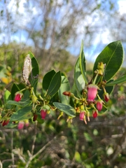 Lyonia lucida