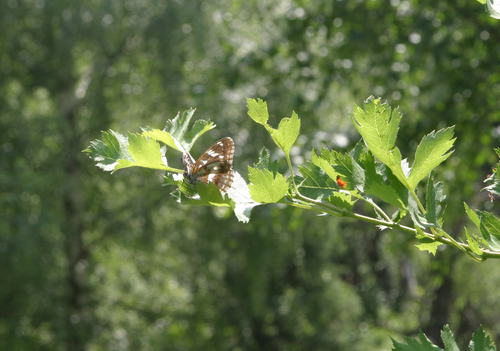 Crataegus dsungarica, photograph 3