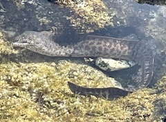Gymnothorax pictus