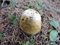 Stropharia ambigua