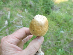 Stropharia ambigua
