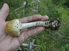 Stropharia ambigua