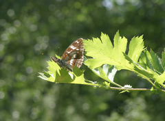 Crataegus dsungarica