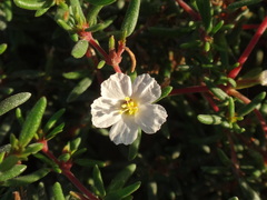 Frankenia ericifolia