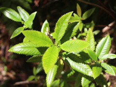 Caldcluvia paniculata