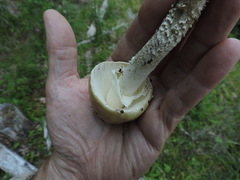 Stropharia ambigua