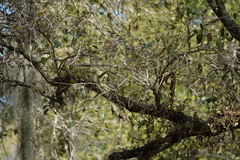 Setophaga coronata coronata