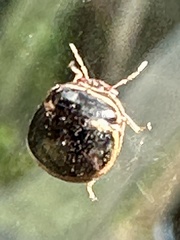 Coptosoma xanthogramma