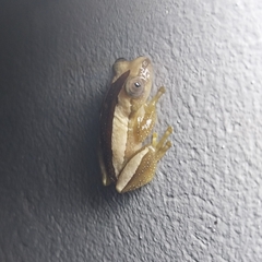 Afrixalus fornasini