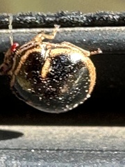 Coptosoma xanthogramma