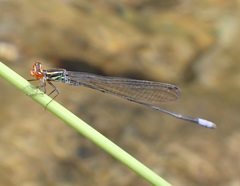 Pseudagrion hageni