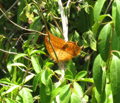 Charaxes varanes