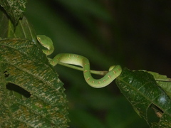 Tropidolaemus wagleri