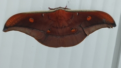 Antheraea formosana