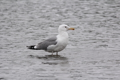 Larus cachinnans