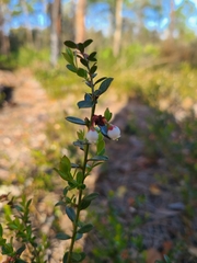 Vaccinium myrsinites