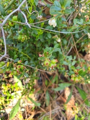 Vaccinium myrsinites