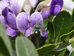 Osmia