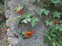 Solanum appendiculatum