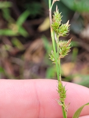 Carex polystachya