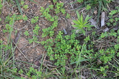 Kummerowia stipulacea