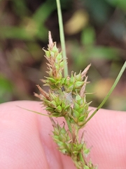 Carex polystachya