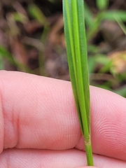 Carex polystachya