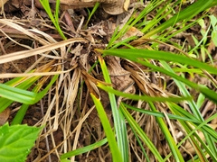 Carex polystachya