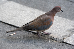 Streptopelia senegalensis