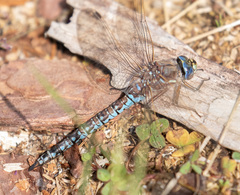 Aeshna caerulea