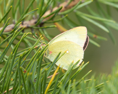 Colias palaeno