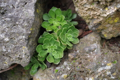 Aeonium spathulatum image