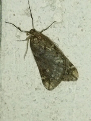 Alsophila aescularia