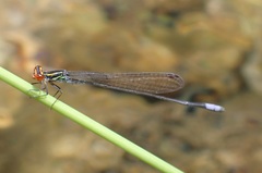 Pseudagrion hageni