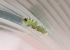 Phyllonorycter strigulatella