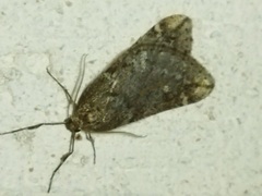 Alsophila aescularia