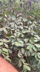 Terminalia catappa