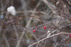 Berberis thunbergii