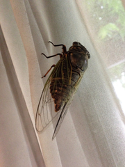 Cryptotympana facialis