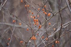 Berberis thunbergii