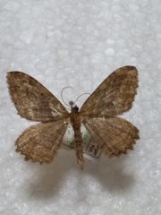 Philereme transversata