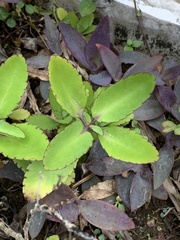 Kalanchoe pinnata